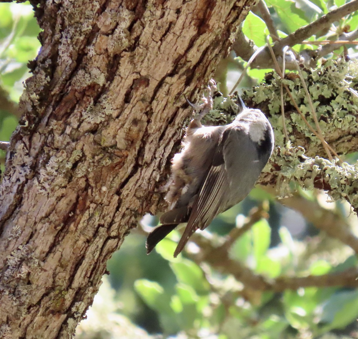 White-breasted Nuthatch - ML636327574