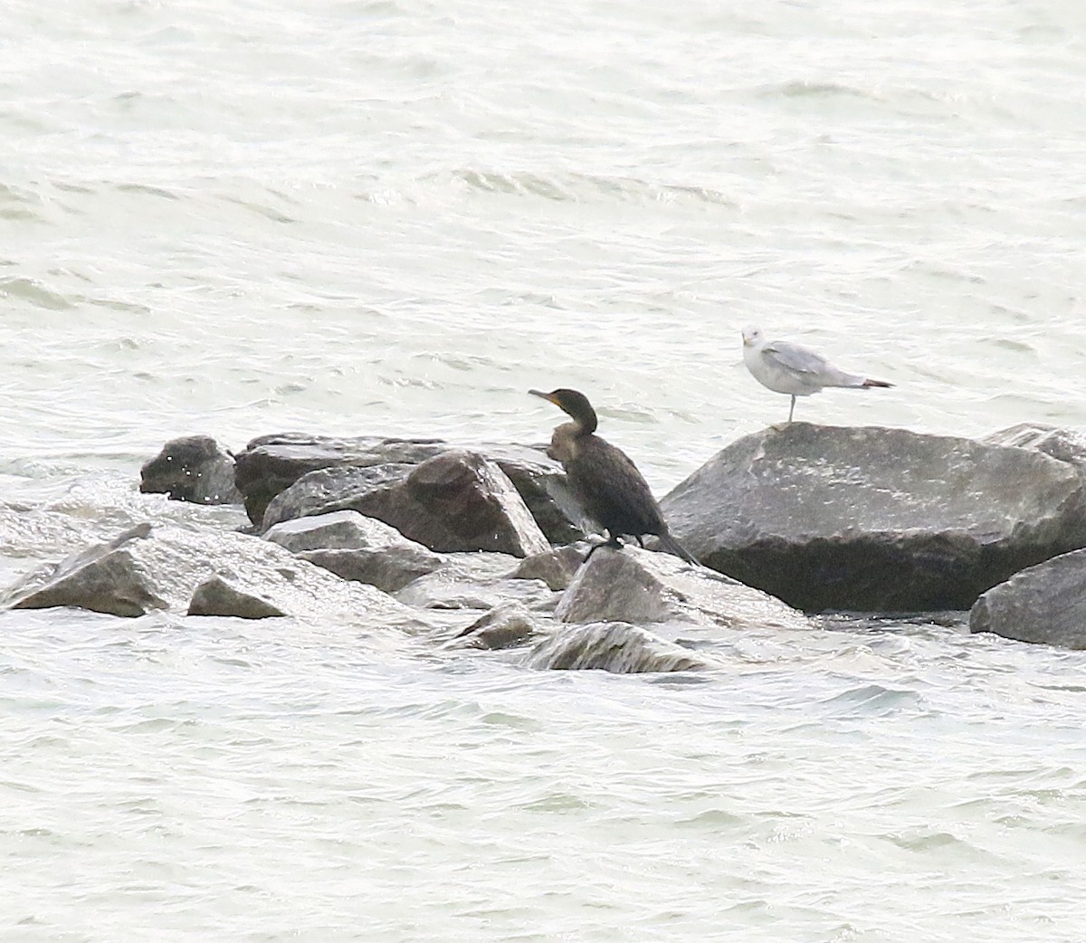 Double-crested Cormorant - ML636327585