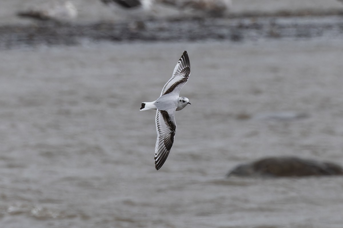 Little Gull - ML636327646
