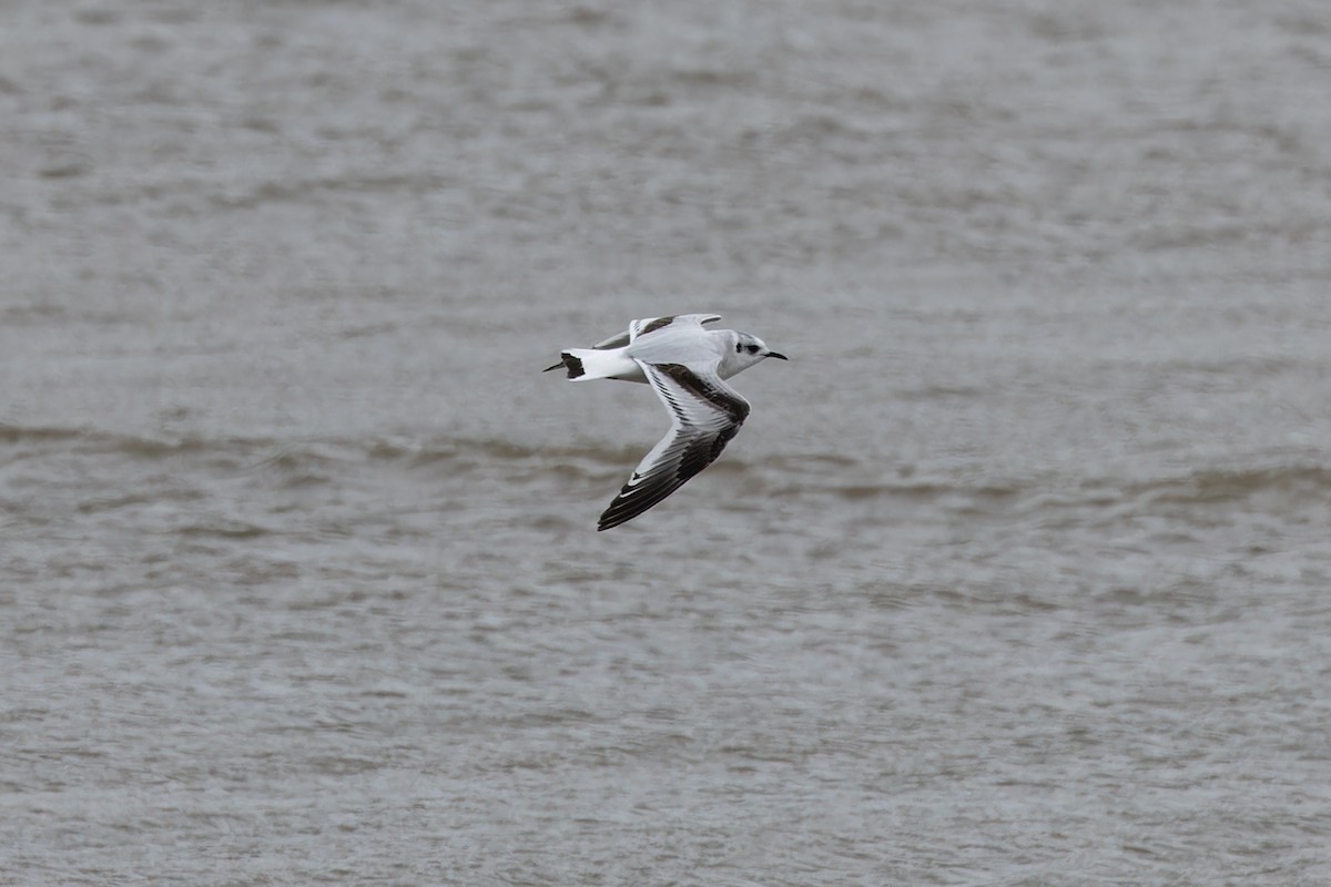 Little Gull - ML636327647