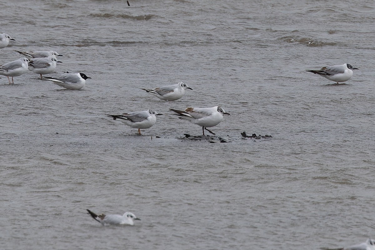 Black-headed Gull - ML636327651