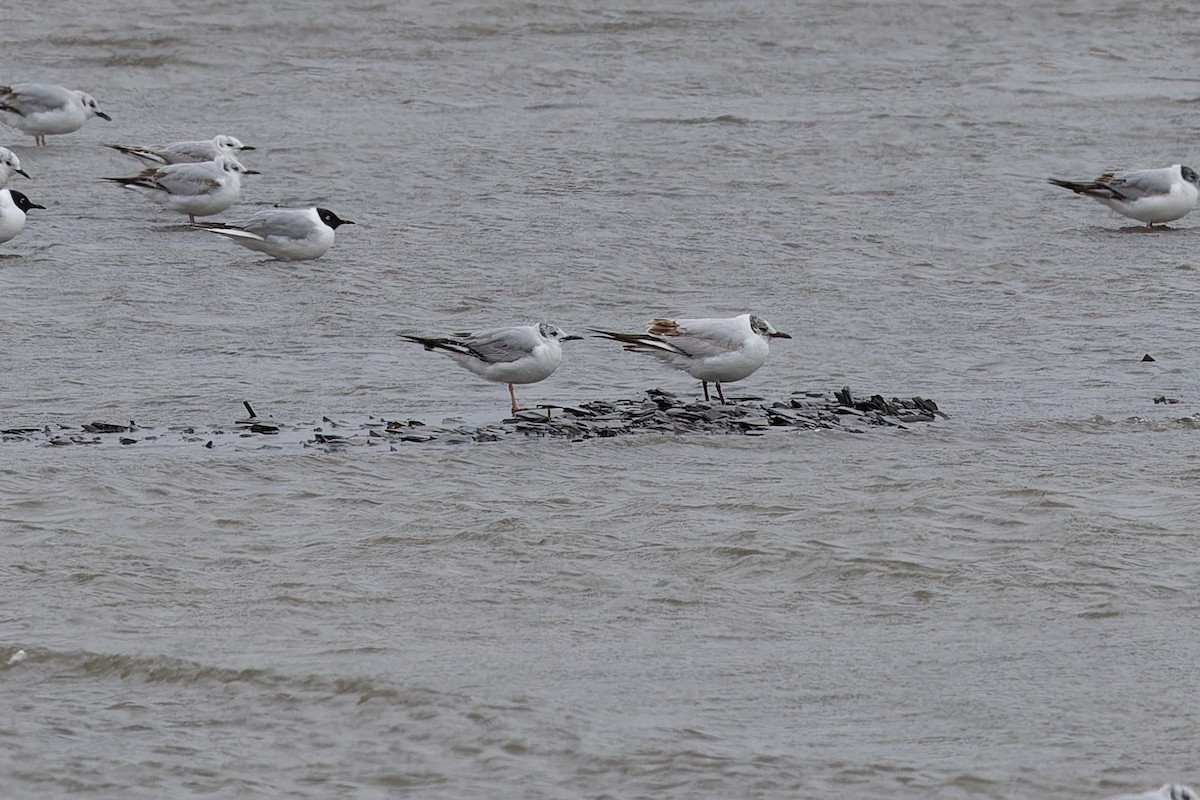 Black-headed Gull - ML636327652