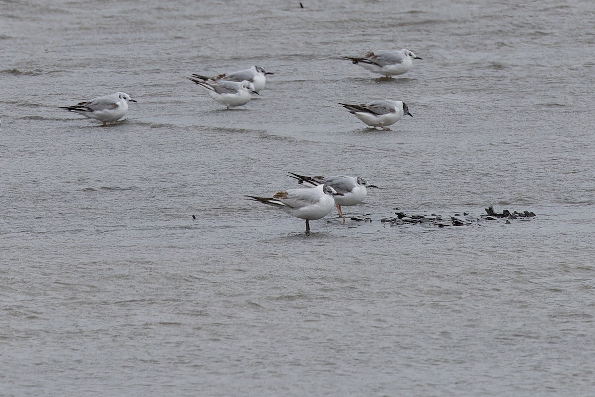 Black-headed Gull - ML636327653