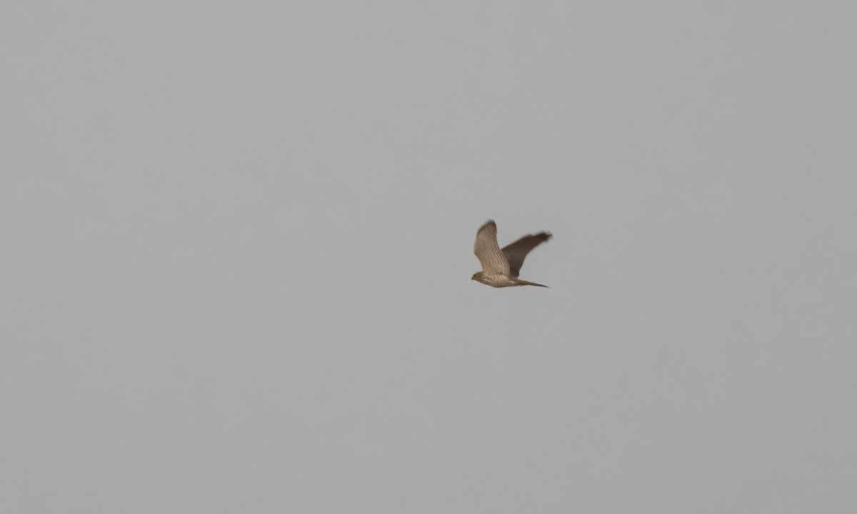 Levant Sparrowhawk - ML636327688