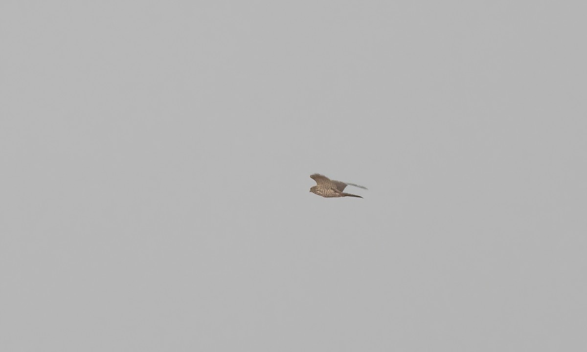 Levant Sparrowhawk - ML636327689