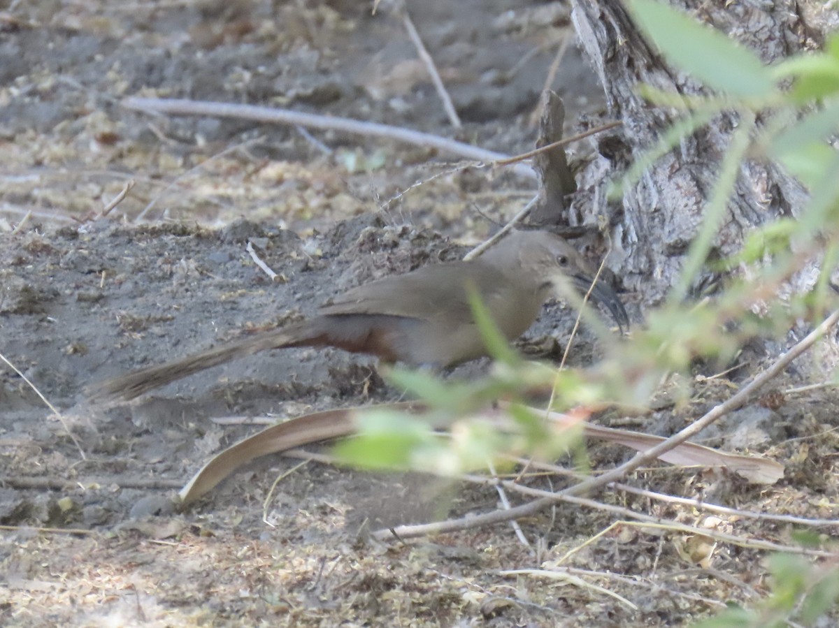 Crissal Thrasher - ML636327691