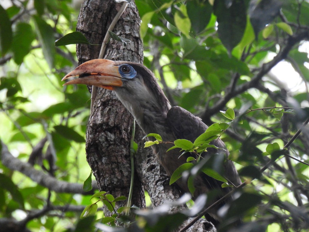 Brown Hornbill - ML636327735