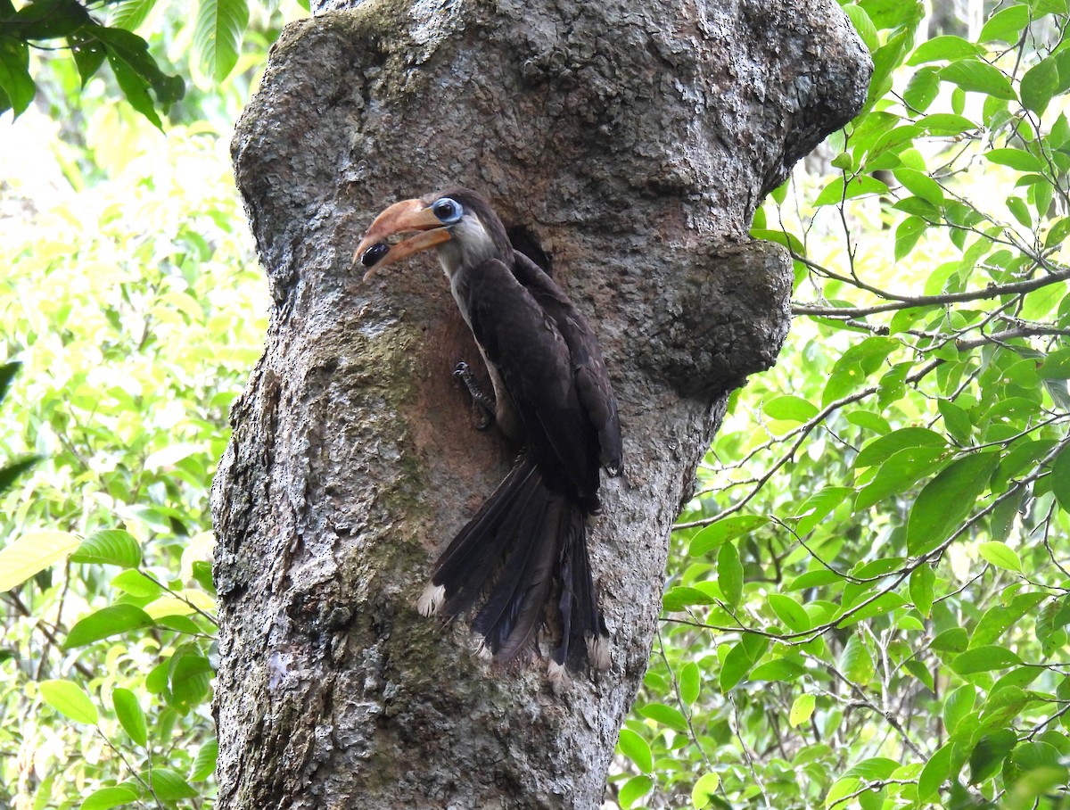Brown Hornbill - ML636327768