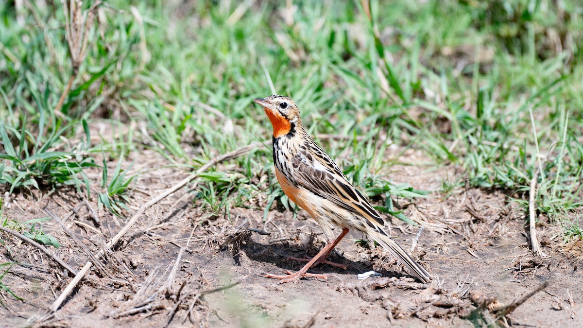 Rosy-throated Longclaw - ML636327890