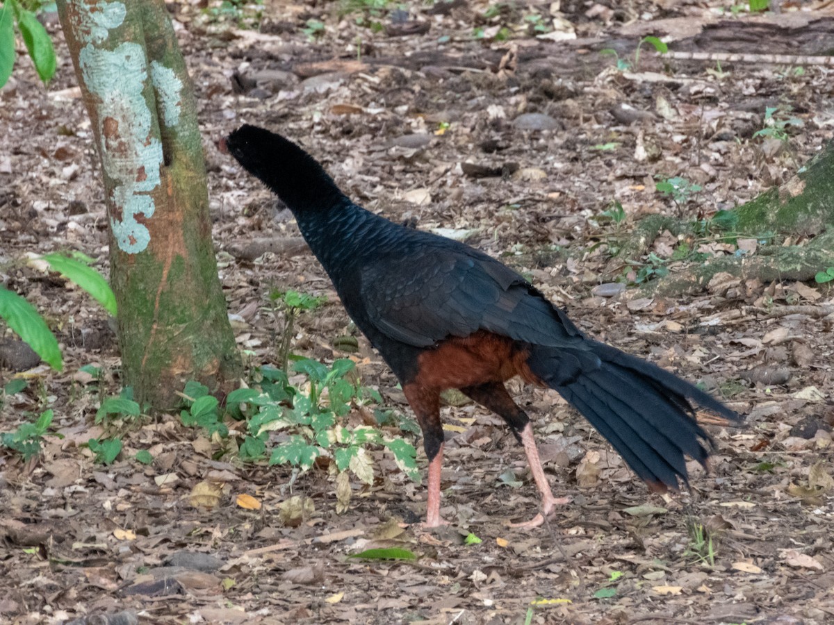 Crestless Curassow - ML636327919