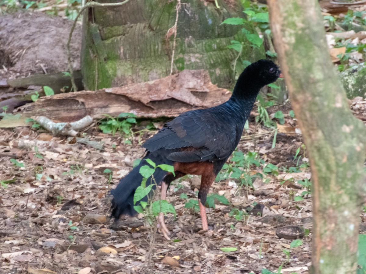 Crestless Curassow - ML636327920