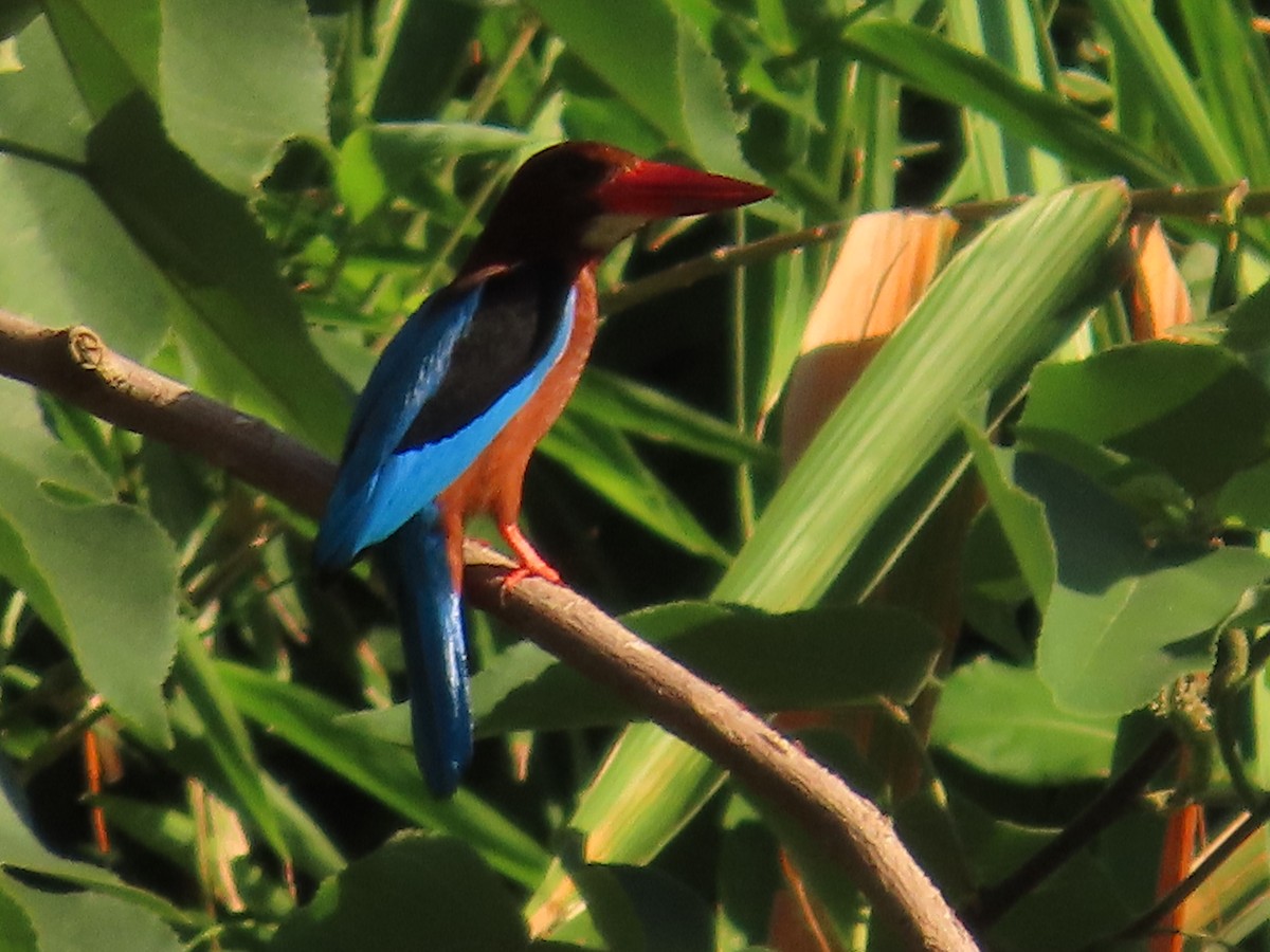 Brown-breasted Kingfisher - ML636327950