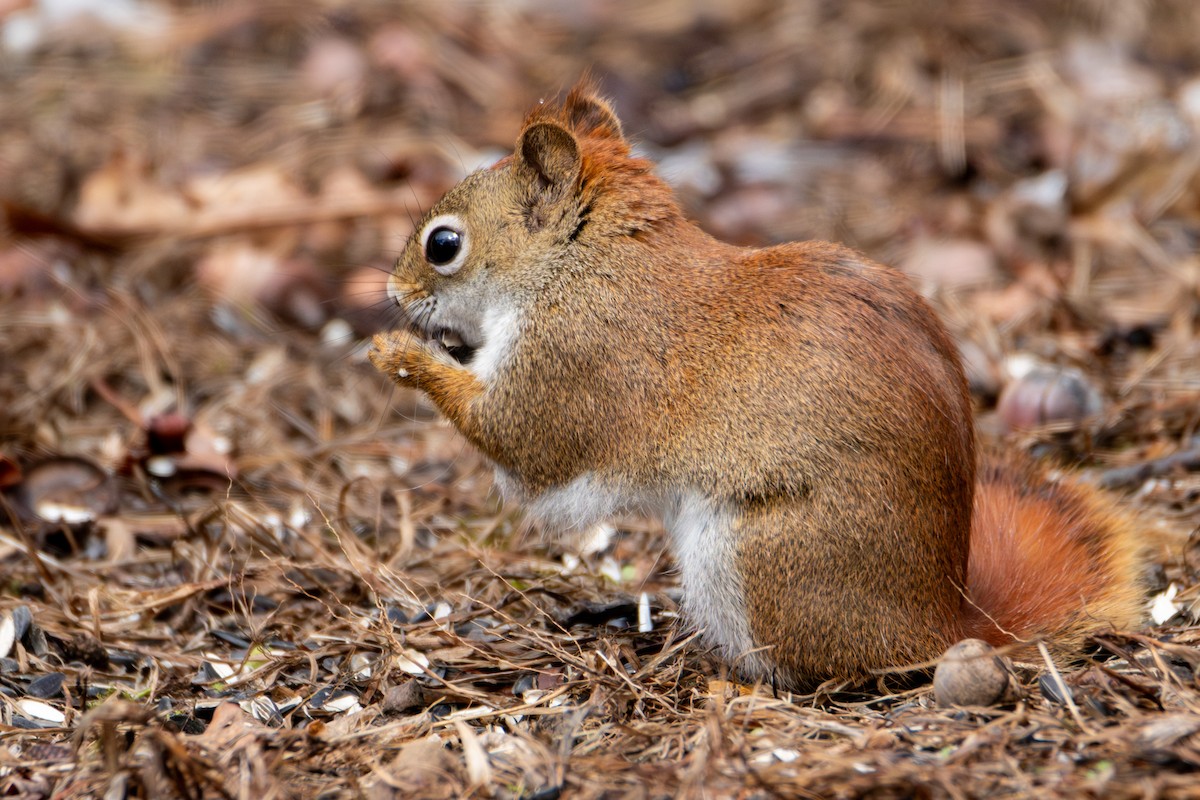 Scoiattolo rosso americano - ML636327951