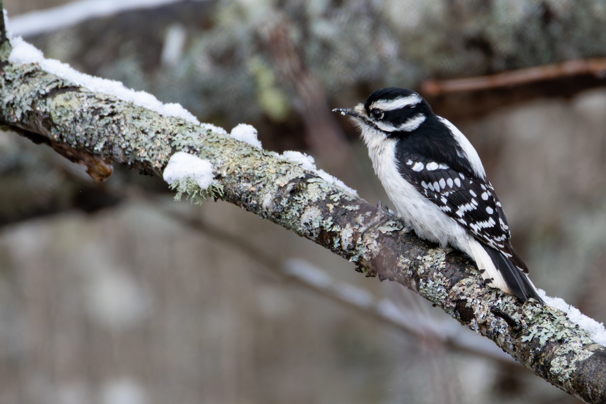 Downy Woodpecker - ML636327954
