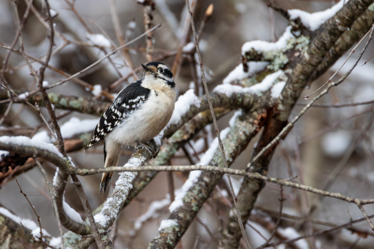 Hairy Woodpecker - ML636327961