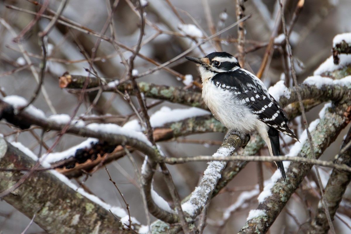 Hairy Woodpecker - ML636327962