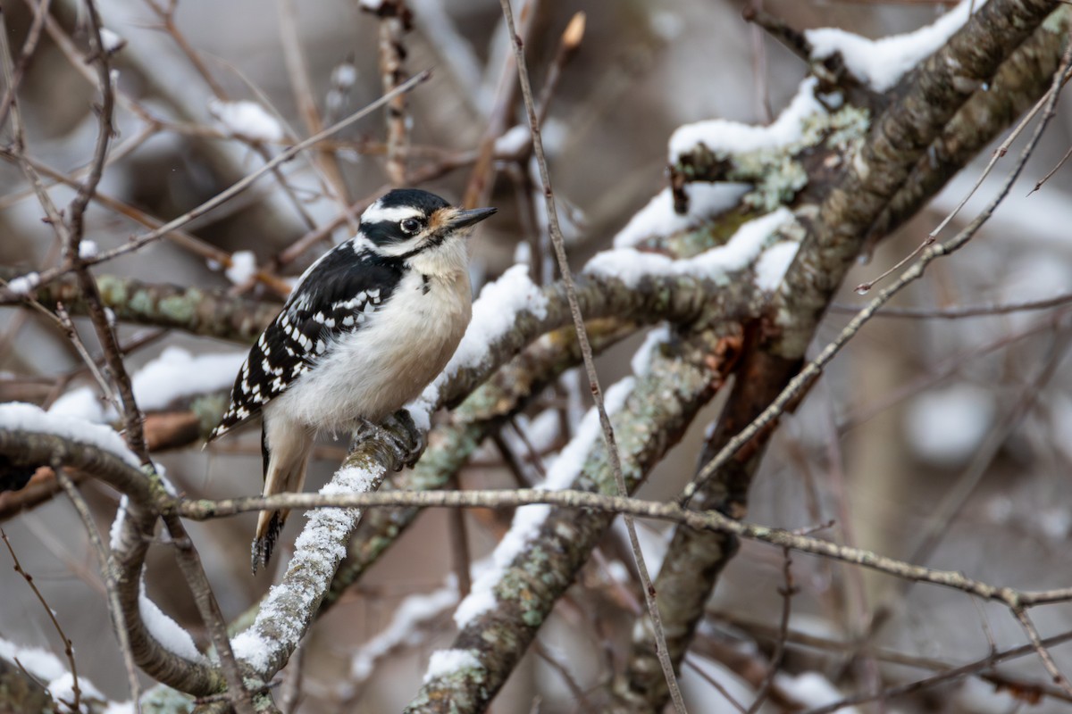 Hairy Woodpecker - ML636327963
