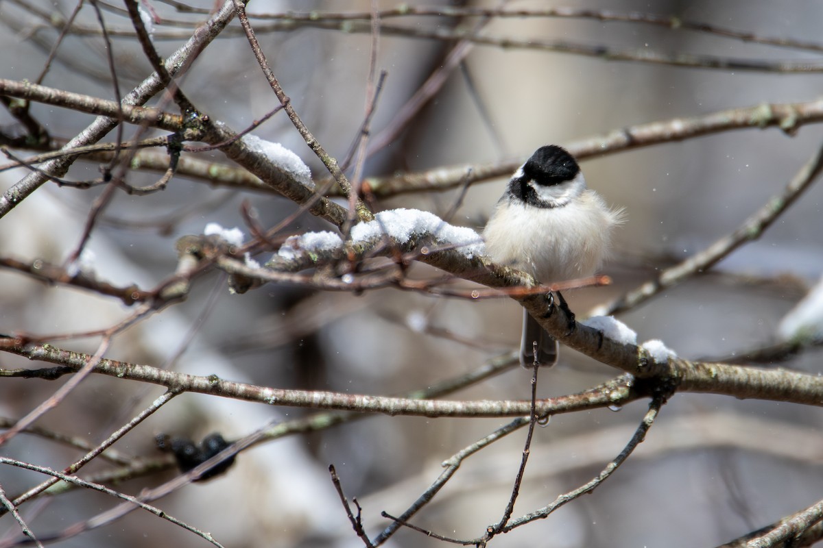 Black-capped Chickadee - ML636327965