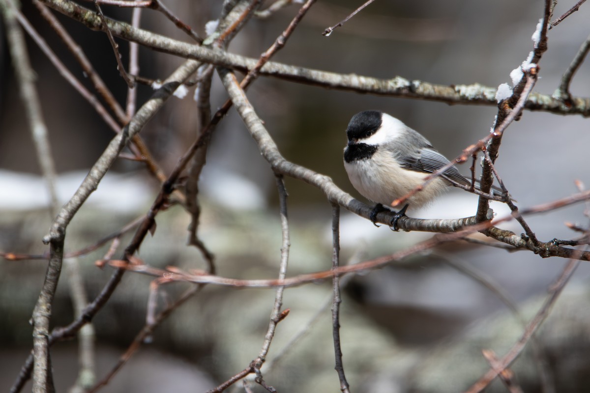 Black-capped Chickadee - ML636327966