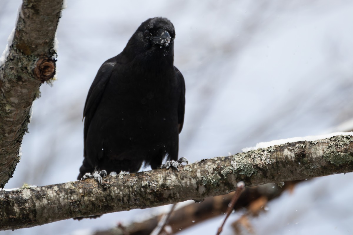 American Crow - ML636327973