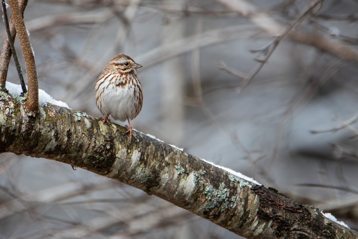 Song Sparrow - ML636327975