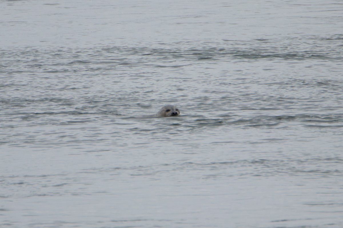 Foca comune - ML636328020