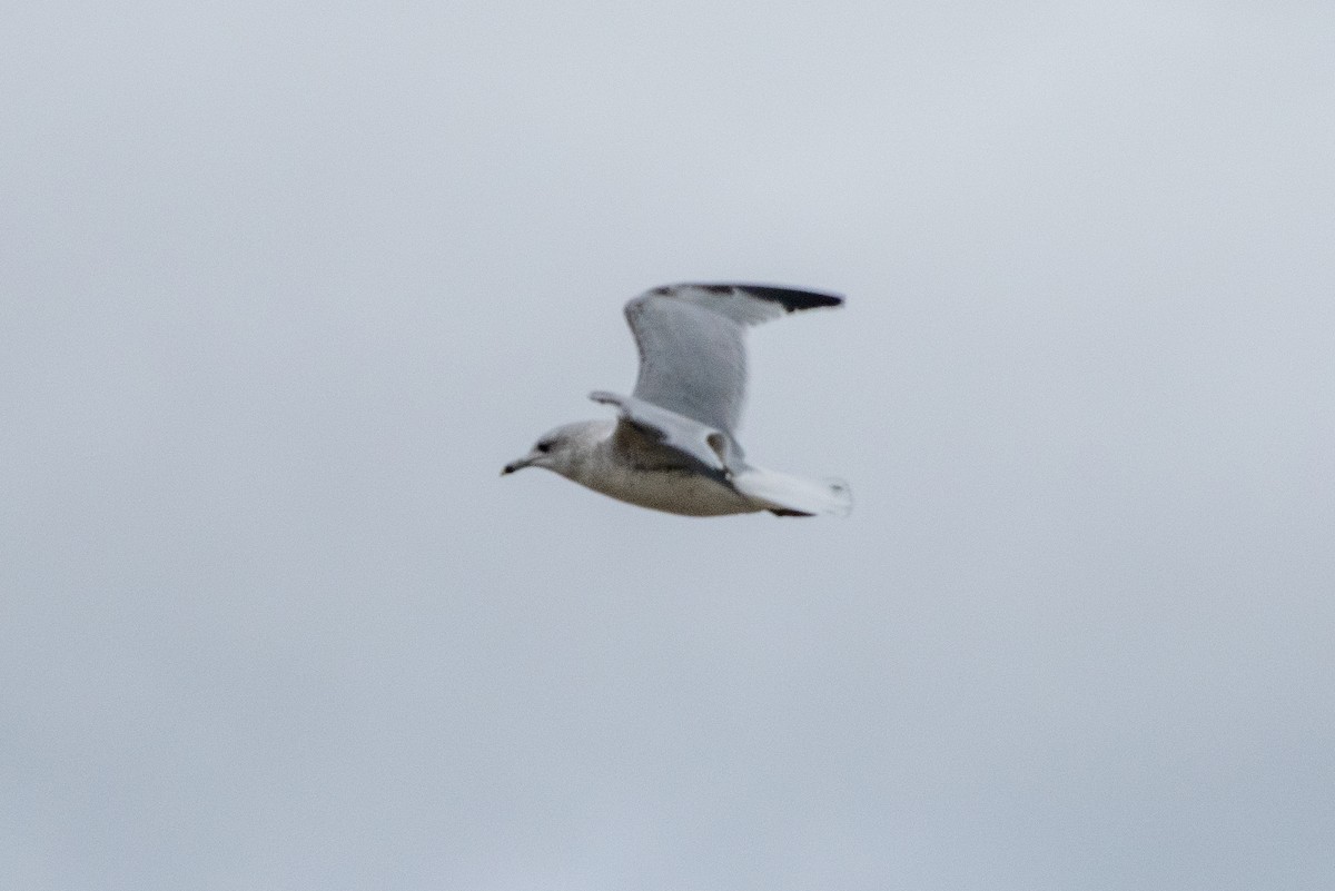 Ring-billed Gull - ML636328035