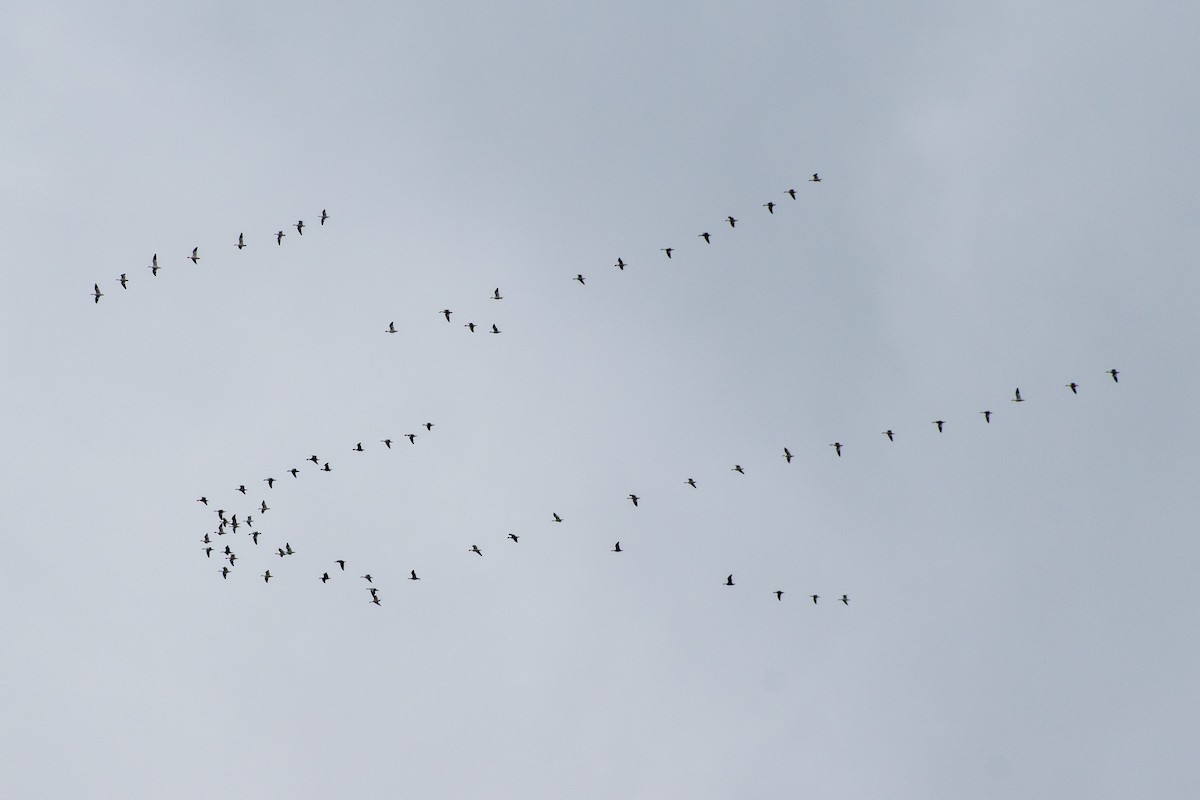 Snow Goose - ML636328068