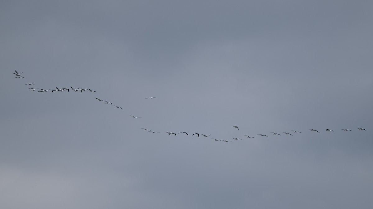 American White Pelican - ML636328083