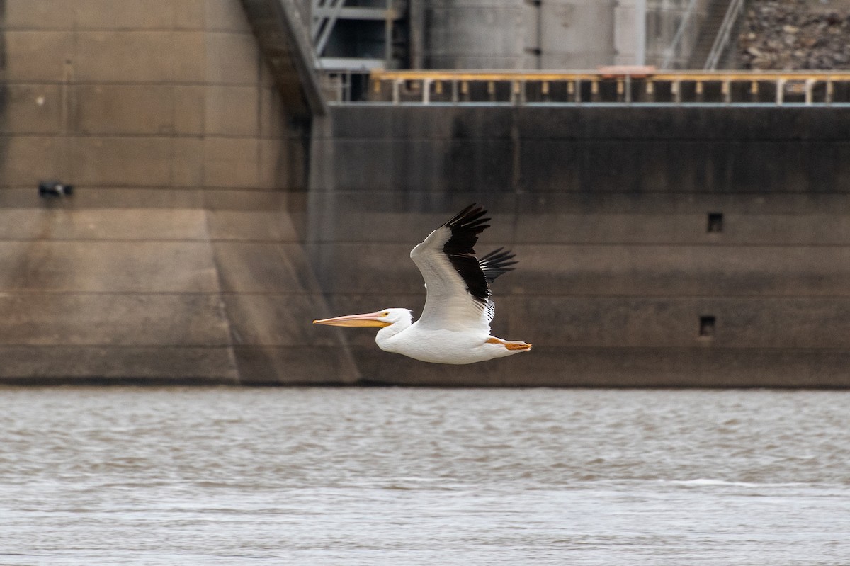 American White Pelican - ML636328215