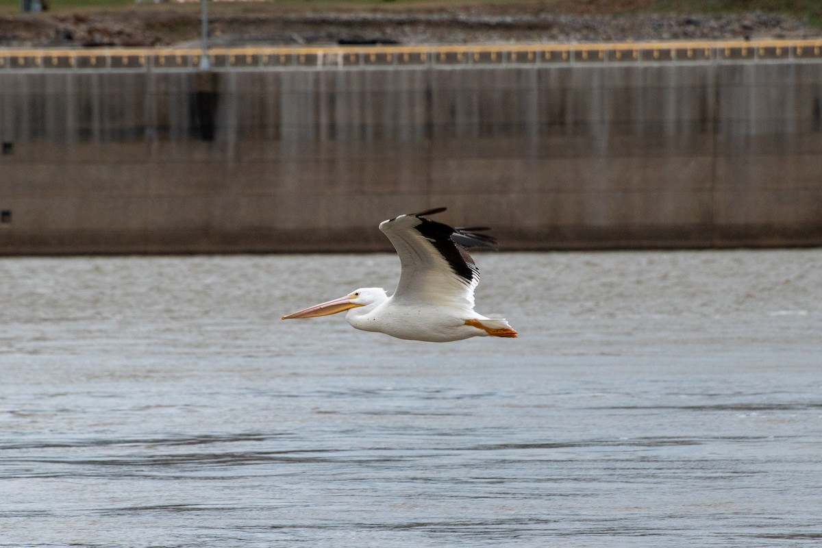 American White Pelican - ML636328217