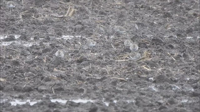 Semipalmated Sandpiper - ML636328234