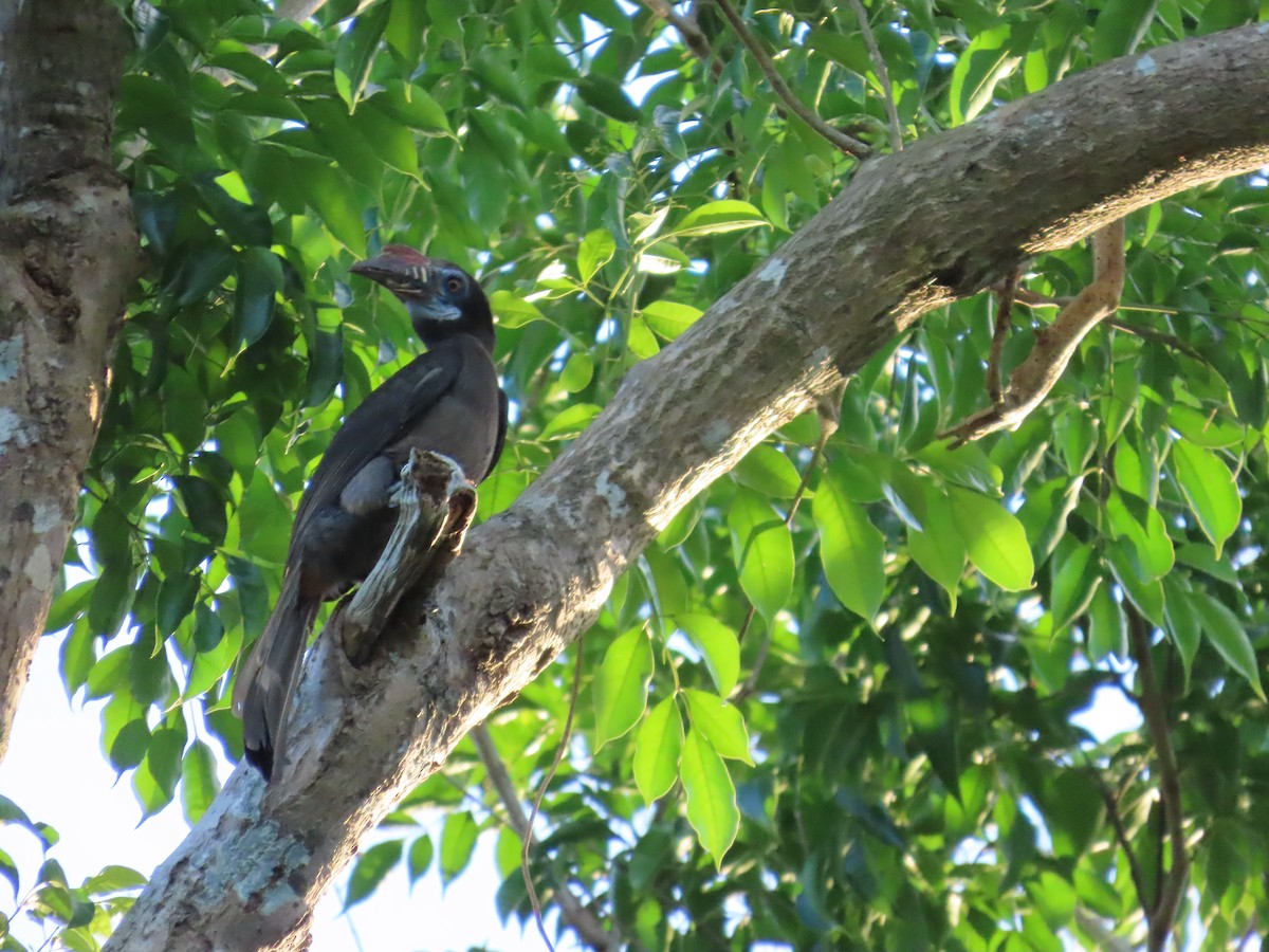 Luzon Hornbill - ML636328267