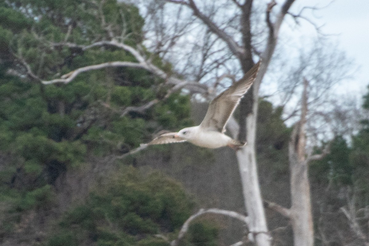 American Herring Gull - ML636328361