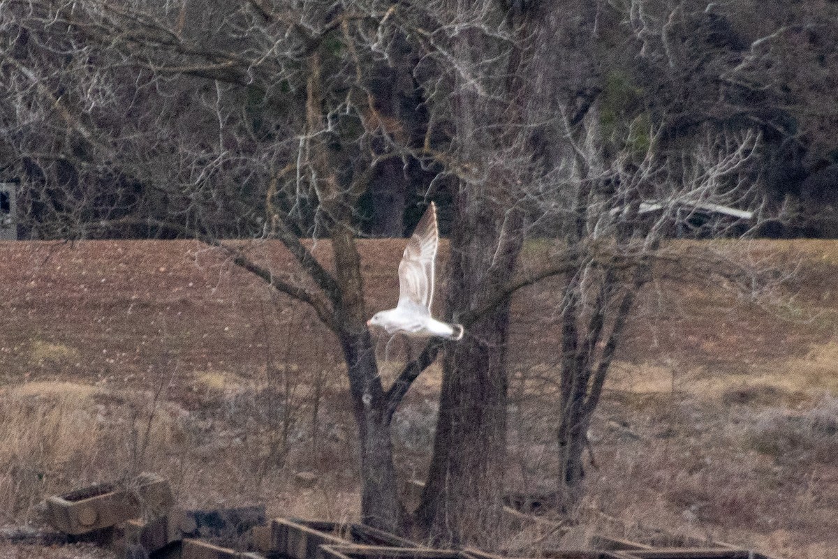 American Herring Gull - ML636328362