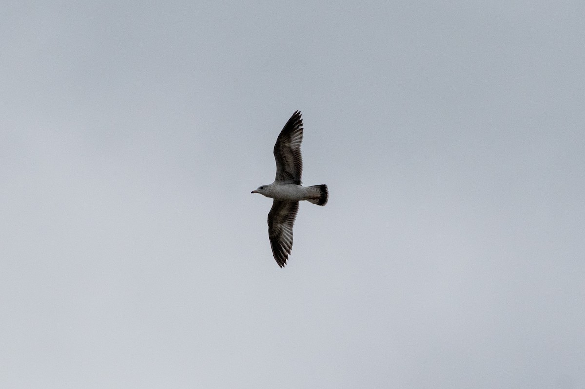American Herring Gull - ML636328368