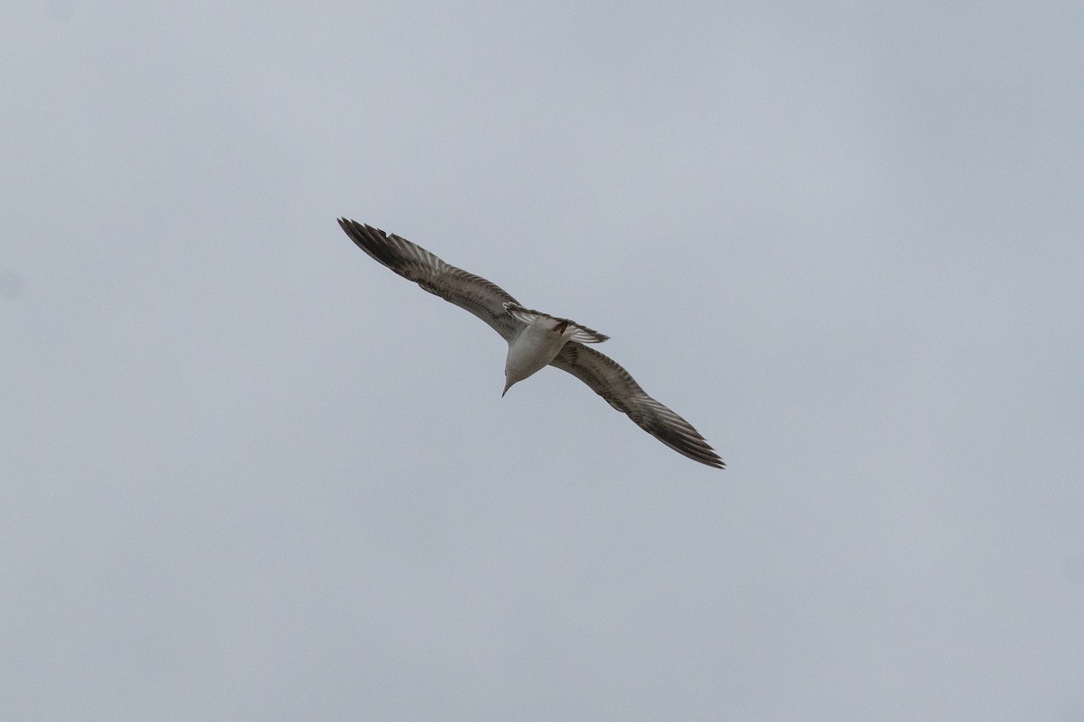 American Herring Gull - ML636328369