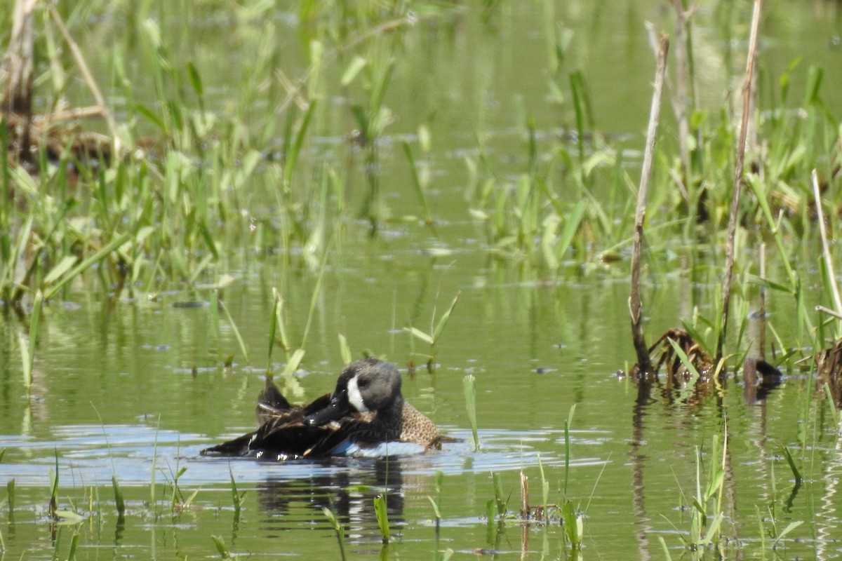 Cerceta Aliazul - ML636328409