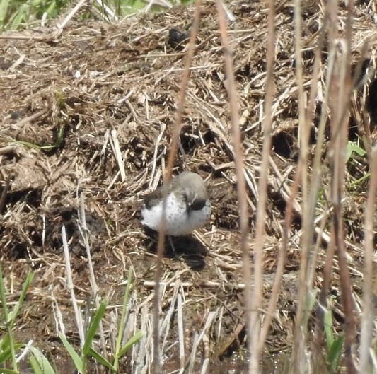 Andarríos Maculado - ML636328427