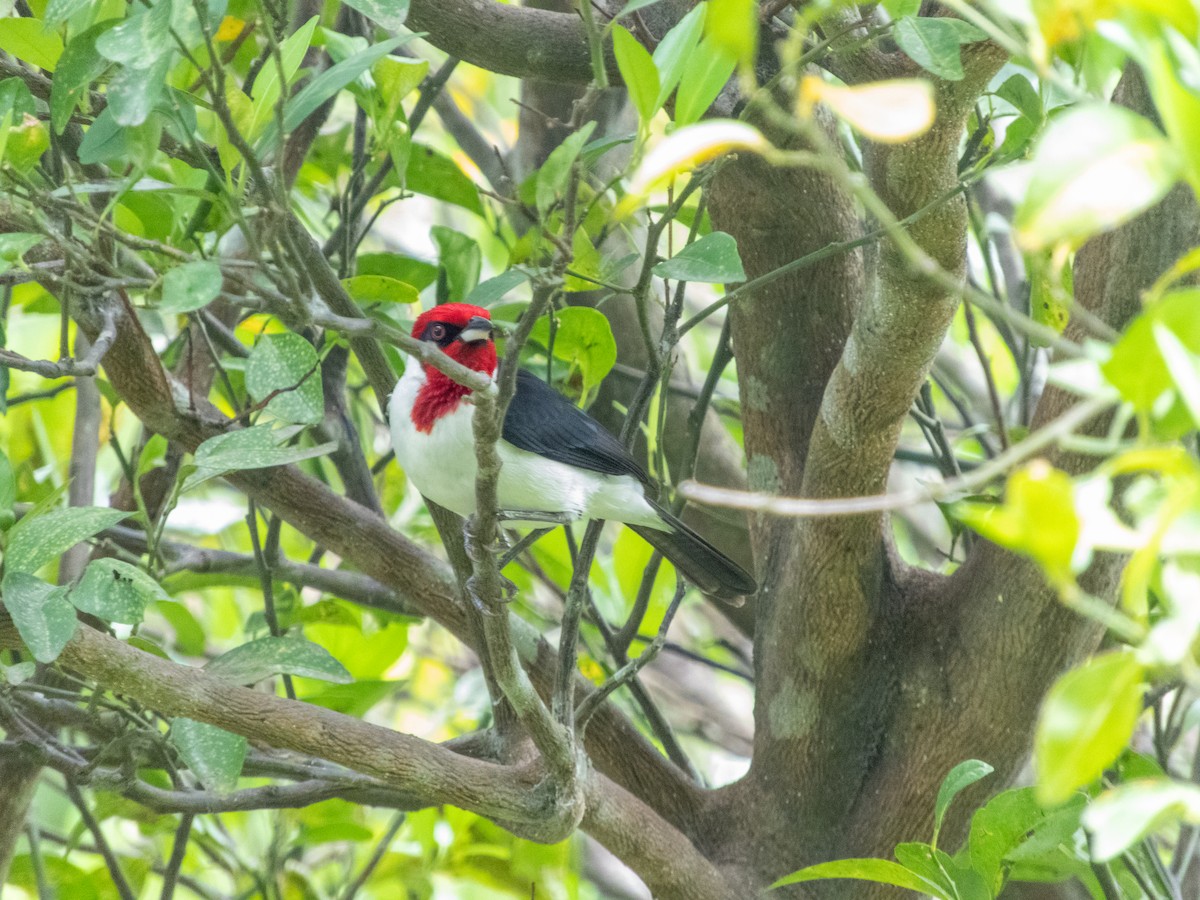 Masked Cardinal - ML636328444