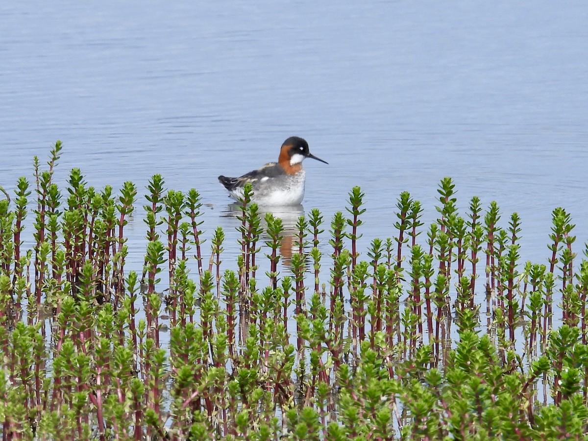 Red-necked Phalarope - ML636328613