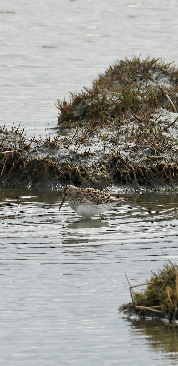 Pectoral Sandpiper - ML636328641