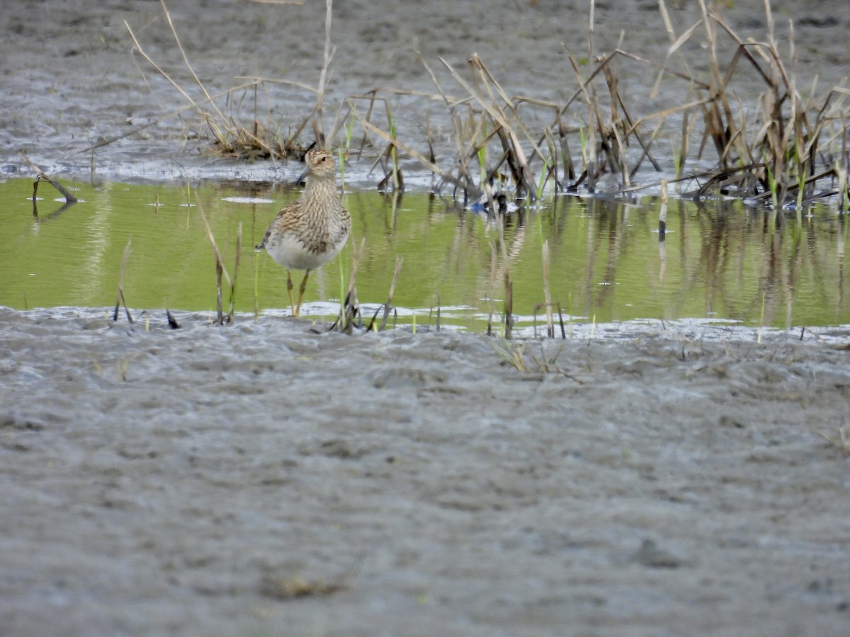 Pectoral Sandpiper - ML636328642