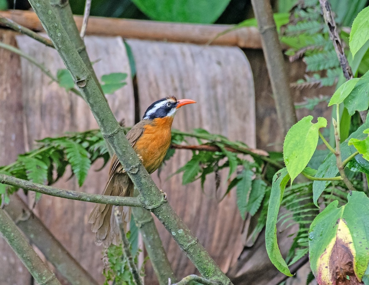 Black-crowned Scimitar-Babbler - ML636328670