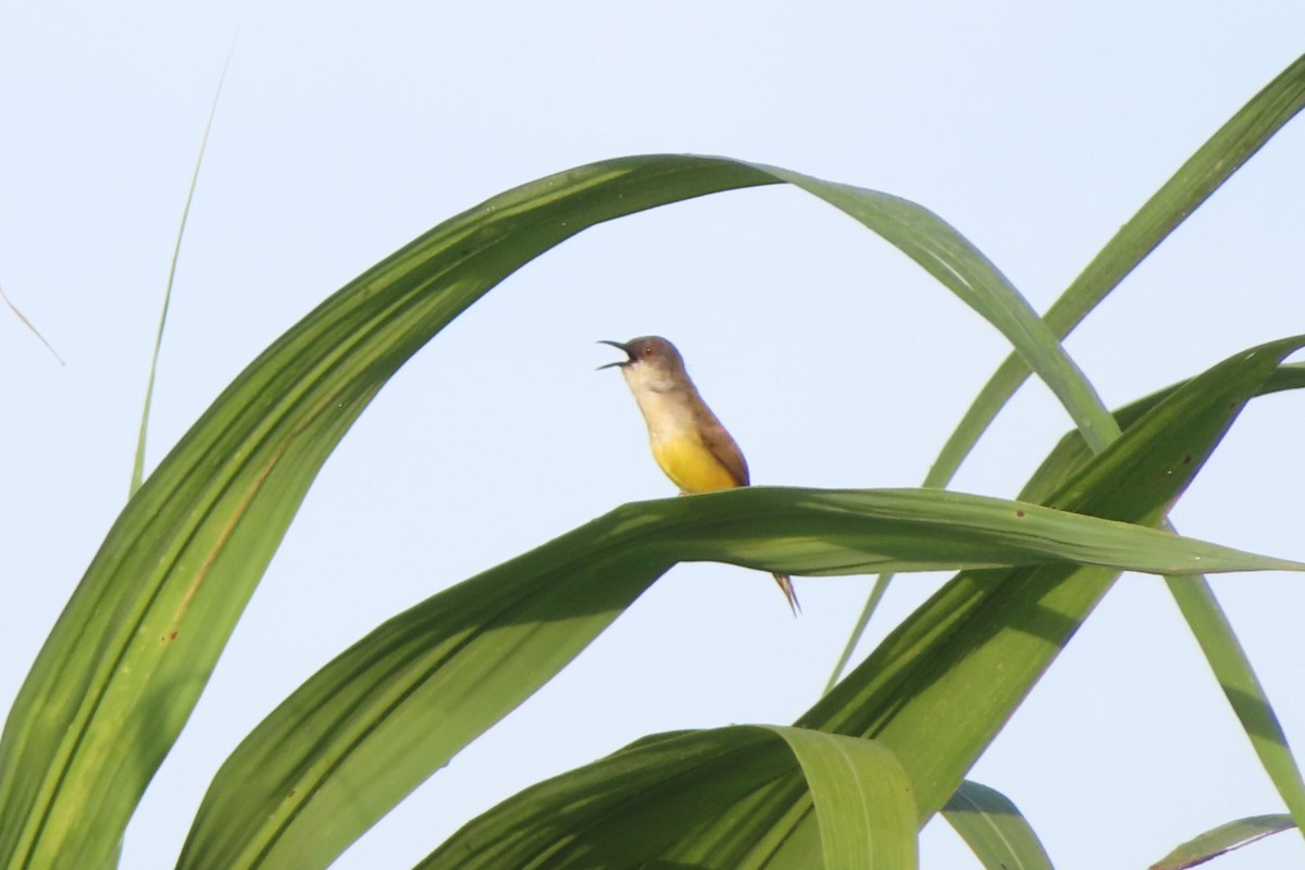 Yellow-bellied Prinia - ML636328744
