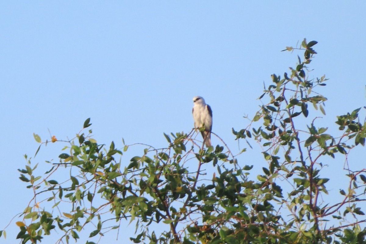 luněc šedý - ML636328752