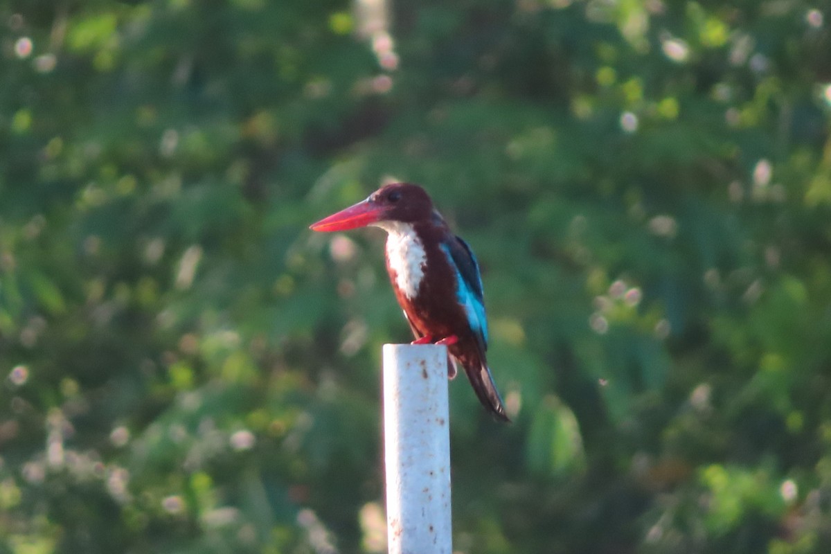 ledňáček hnědohlavý - ML636328760