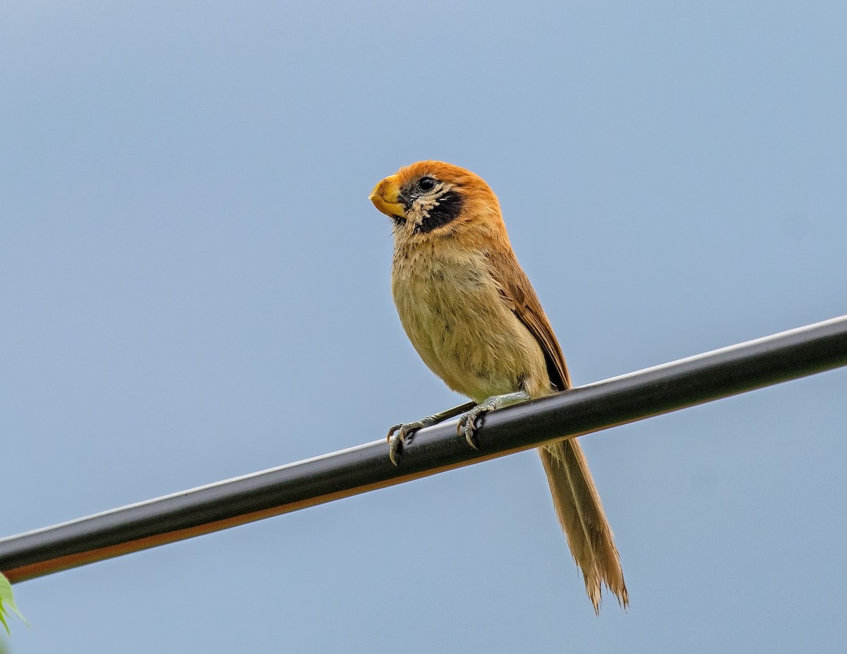 Spot-breasted Parrotbill - ML636328793