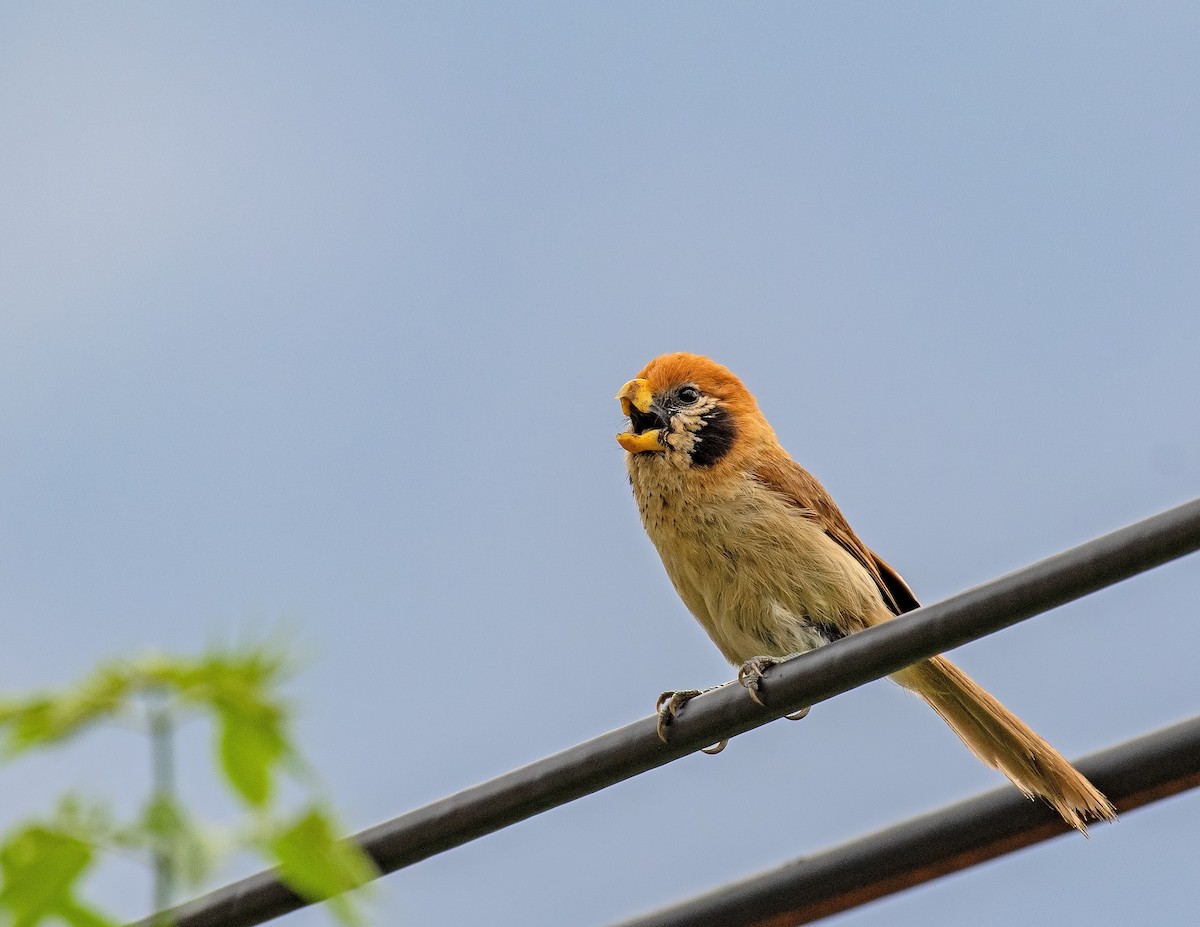 Spot-breasted Parrotbill - ML636328806