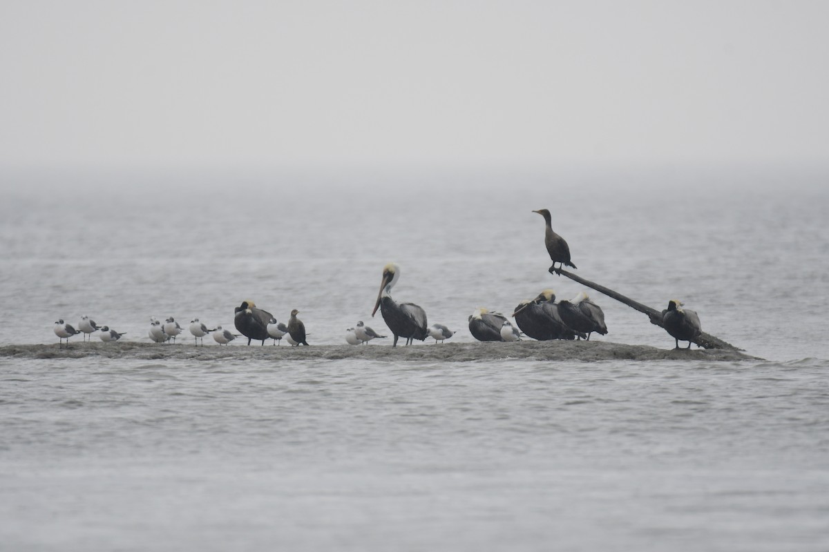 Double-crested Cormorant - ML636328873